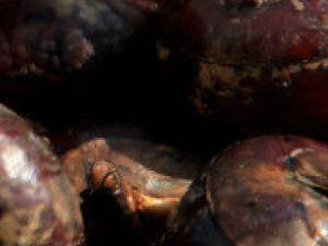 ��ҩ��ȫ ��ɽݩ��