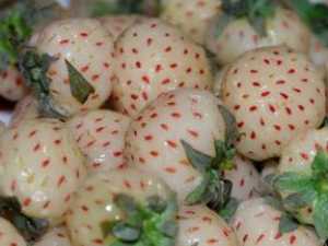 �ײ�ݮ�Ĺ�Ч������