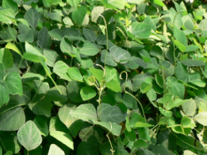 ��ҩ��ȫ Ұ����