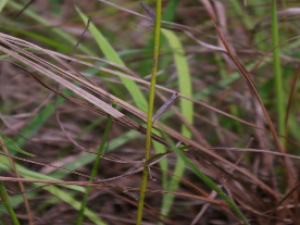 ��ҩ��ȫ �����