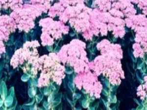 ��ҩ��ȫ ���컨