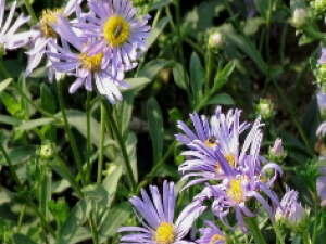 ��ҩ��ȫ �ӹ�����