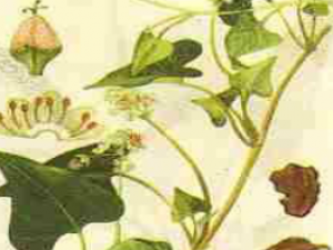 ��ҩ��ȫ ��ҩ��