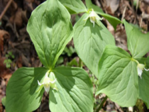 ��ҩ��ȫ �����