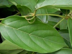 �׹��ٵĹ�Ч������