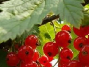 �������Ĺ�Ч������