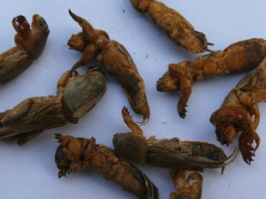 ѧȷʹҩע  ҩҲвӦ