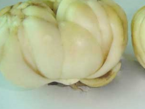 ����������ô�� С���Ƽ��������ҩ����������