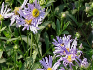 ��ҩ��ȫ �ӹ����������ֲ� ��������