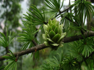 ��ҩ��ȫ �������