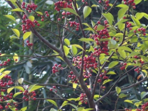 ʳ�Ĵ�ȫ ���ϲ��