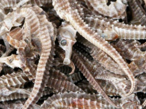 ��ҩ��ȫ ����