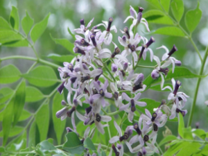 ��ҩ��ȫ ��鬻�