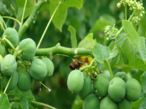 ��ҩ��ȫ �����