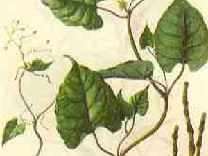 ��ҩ��ȫ ��ɰ��