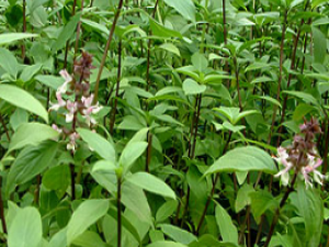 ��ҩ��ȫ �Z��