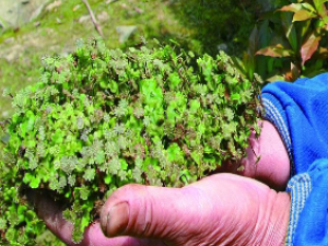 ��ҩ��ȫ ��Ǯ