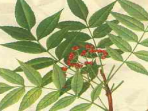 ��ҩ��ȫ ��ľ