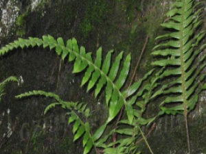 ��ҩ��ȫ ��ˮ����