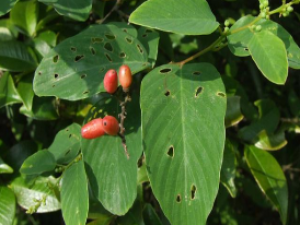 ��ҩ��ȫ �����ٸ�