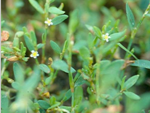 ��ҩ��ȫ ���ҩ