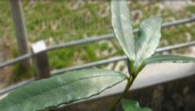 ��ҩ��ȫ �����