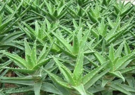 ��ҩ���� «��