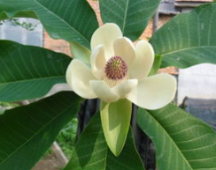 ��ҩ���� ����