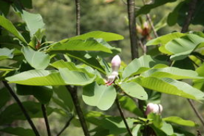 ��ҩ���� ��֢������