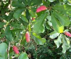 ���Ƽ����׵���ҩ ����ɽ����Ƭ