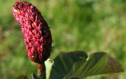 ͷ��ͷʹƫ��  ���׸�����