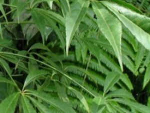 ��ҩ��ȫ �����