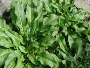 ��ҩ��ȫ �����