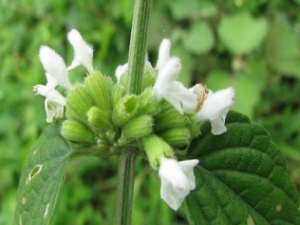 ��ҩ��ȫ ��������