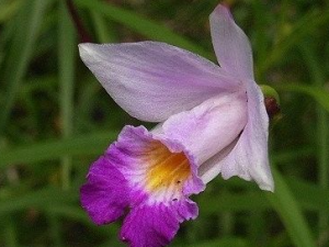 ��ҩ��ȫ ����