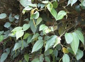 ��ҩ��ȫ �Һ���