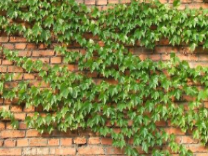 ��ҩ��ȫ ��ɽ��