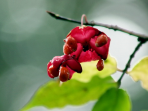 ��ҩ��ȫ ���ϻ���ì