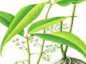 ��ҩ��ȫ ��Ҷ�Ų�