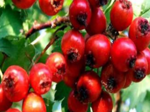 ��ҩ��ȫ ��õ��