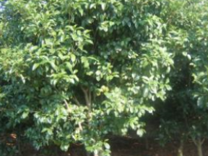 ��ҩ��ȫ ������