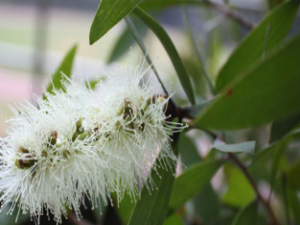 ��ҩ��ȫ ��ǧ��Ҷ