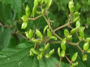 ��ҩ��ȫ ��Ҷ�����