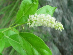 ��ҩ��ȫ ����Ҷ���