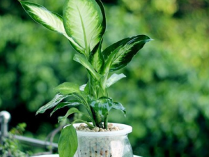 ��ɳ���鵤