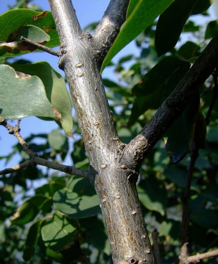 <a href='https://m.zhongyao360.com/z/dingxiang/'></a>Ƥ_ƤĹЧ|_Ƥ÷