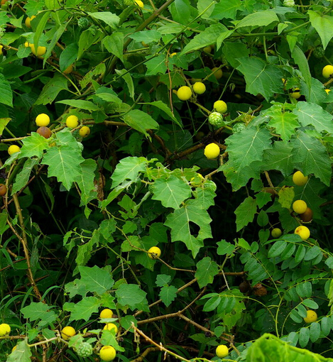 _̶ѵĹЧ_ѹ|÷_ѿڷ