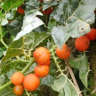 _̶ѵĹЧ_ѹ|÷_ѿڷ