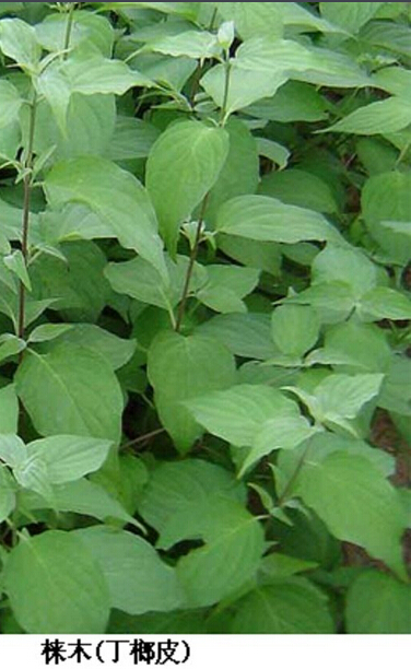 ƤĹЧ÷_ƤҪüֵ|÷_Ƥ༼