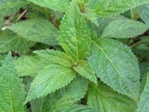 ���ſ���